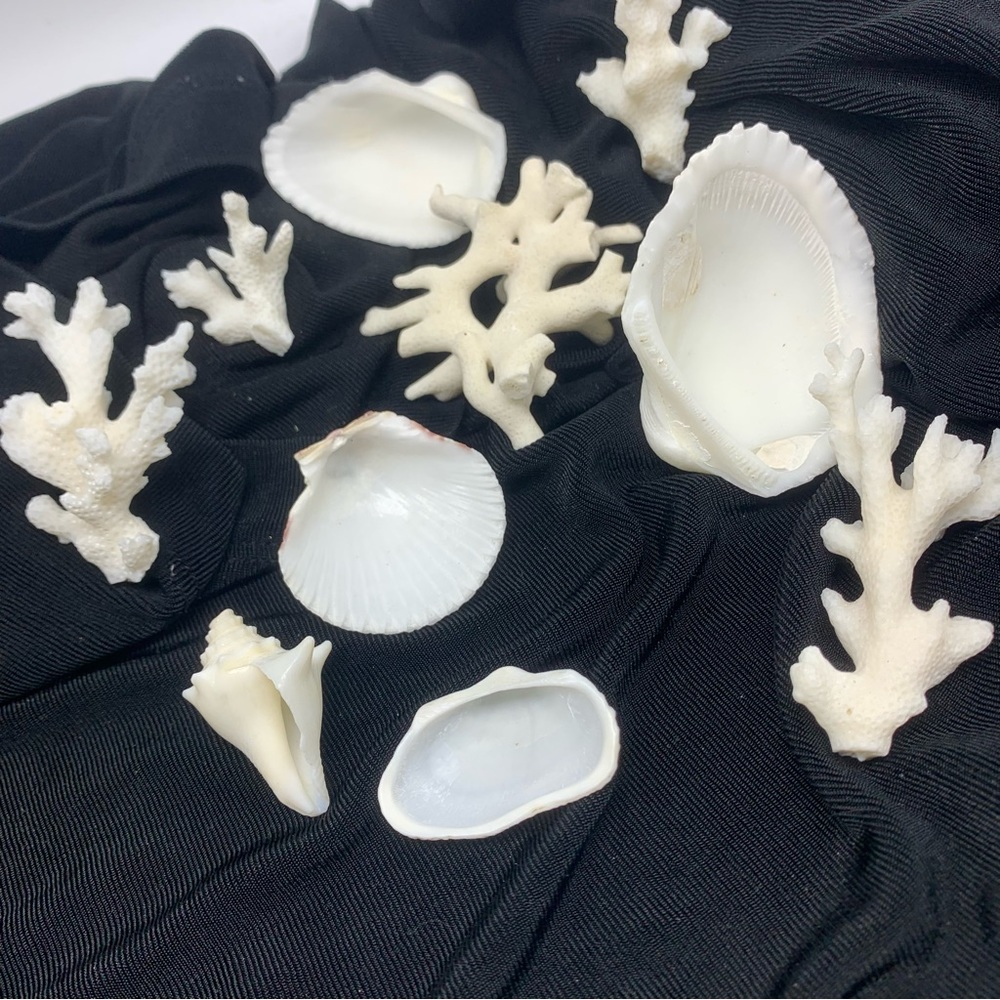 Vintage Shells and Coral from Beach in San Juan, Puerto Rico circa 1972 - Picture 3 of 6